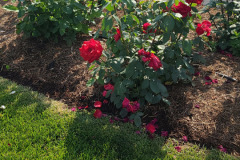 Roses-Minnetrista-May-2023-45