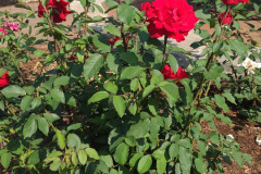 Roses-Minnetrista-May-2023-61