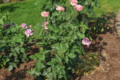 Roses-Minnetrista-May-2023-70