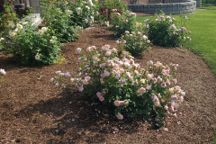 Roses-Minnetrista-May-2023-9