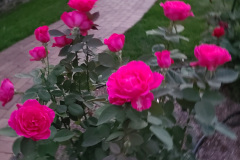 Roses-Minnetrista-Sept-2023-15