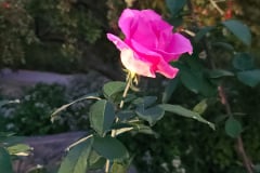 Roses-Minnetrista-Sept-2023-23