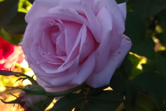 Roses-Minnetrista-Sept-2023-5