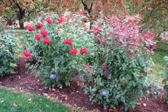Roses-Misc-102