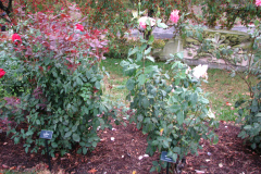 Roses-Misc-105