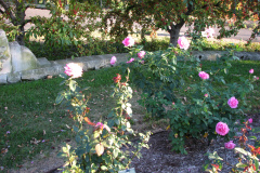 Roses-Misc-106