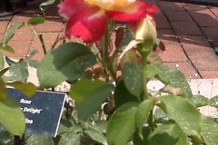 Roses-Misc-117