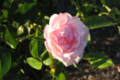 Roses-Misc-120