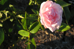 Roses-Misc-123