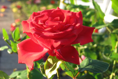 Roses-Misc-124