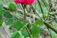 Roses-Misc-13