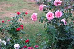 Roses-Misc-130
