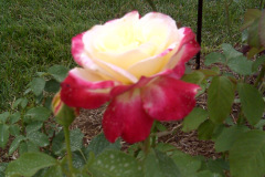 Roses-Misc-137