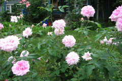 Roses-Misc-139