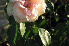 Roses-Misc-143