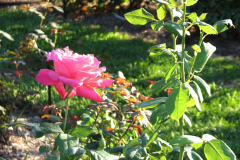 Roses-Misc-145