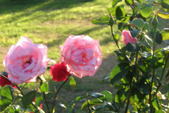 Roses-Misc-146