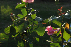 Roses-Misc-162