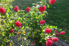 Roses-Misc-163