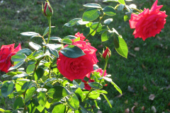 Roses-Misc-167
