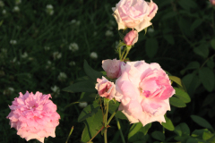 Roses-Misc-171