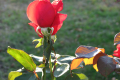 Roses-Misc-174