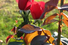 Roses-Misc-178