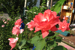 Roses-Misc-188