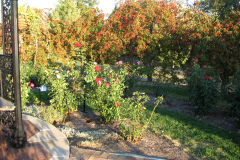Roses-Misc-189