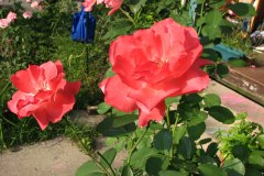 Roses-Misc-190