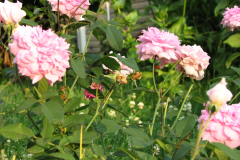 Roses-Misc-193