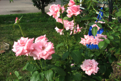Roses-Misc-199