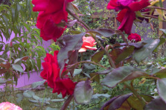 Roses-Misc-2010-111