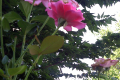 Roses-Misc-2010-132