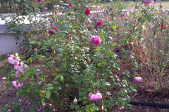 Roses-Misc-2010-27