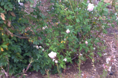Roses-Misc-2010-3