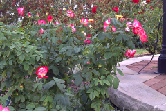 Roses-Misc-2010-45