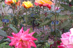 Roses-Misc-2010-77