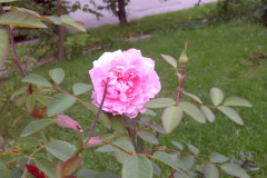 Roses-Misc-2011-26