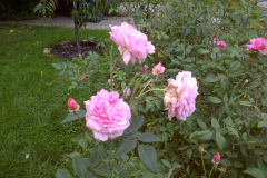 Roses-Misc-2011-34