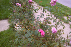 Roses-Misc-2011-41