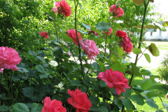 Roses-Misc-2012-05-11-116