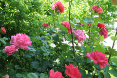Roses-Misc-2012-05-11-117