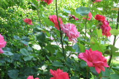 Roses-Misc-2012-05-11-118