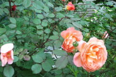 Roses-Misc-2012-05-11-124