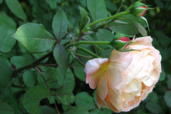 Roses-Misc-2012-05-11-186