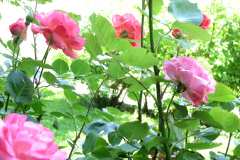 Roses-Misc-2012-05-11-192