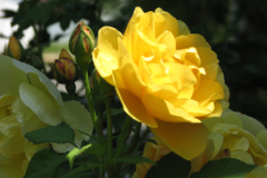Roses-Misc-2012-05-11-228
