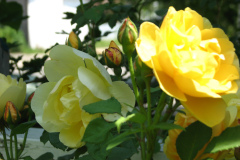 Roses-Misc-2012-05-11-230