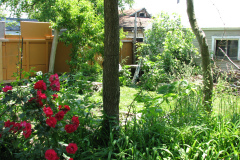 Roses-Misc-2012-05-11-247